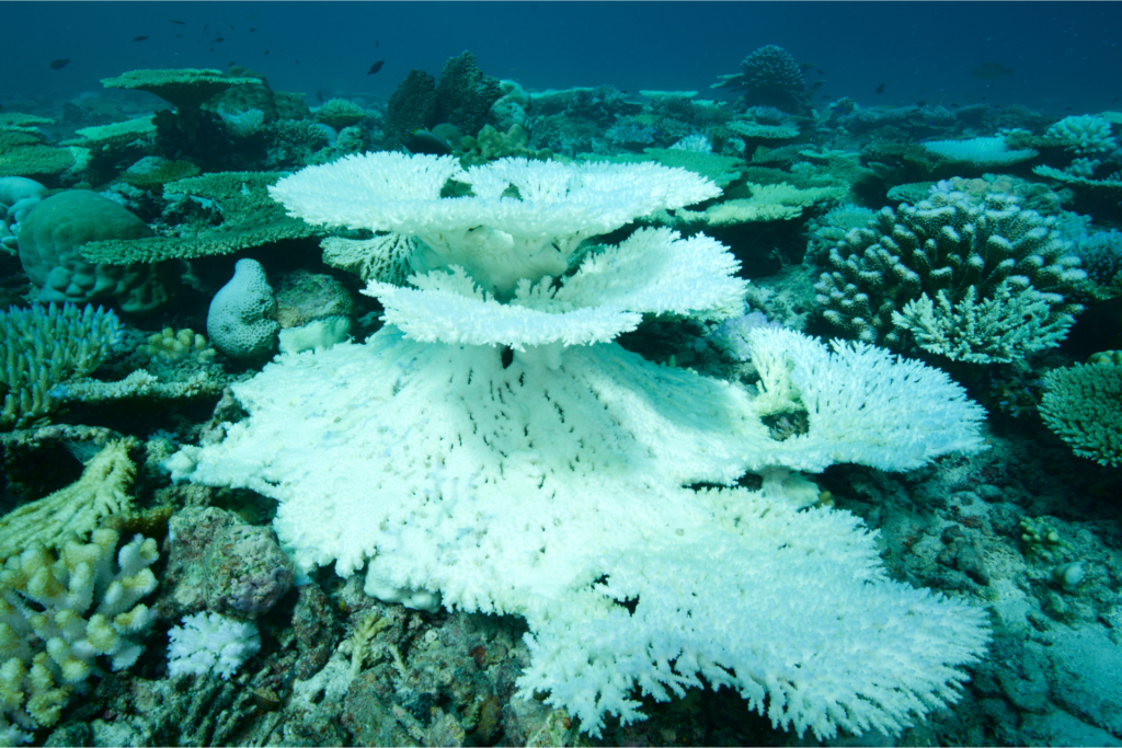 珊瑚の白化現象