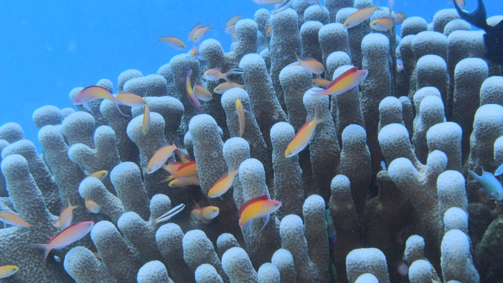 サンゴの周りを泳ぐ魚たち